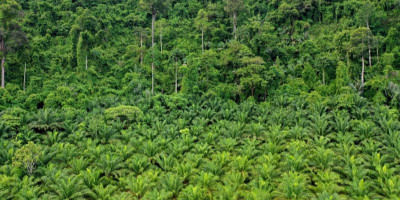 Hutan Diganti Sawit, Sungai Kehilangan Ibu