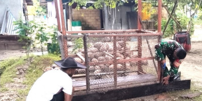 Tingkatkan Kesejahteraan Warga, Babinsa Supiori Utara Bantu Buat Kandang Ayam