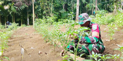 Babinsa Supiori Selatan Dampingi Petani Merawat Tanaman Cabai