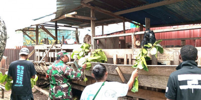 Babinsa Biak Kota Monitoring Peternakan Kambing Warga Kampung Sumberker