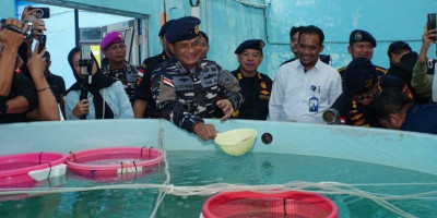 Geger di Batam! 104 Ribu Benih Lobster Diselundupkan Pakai HSC