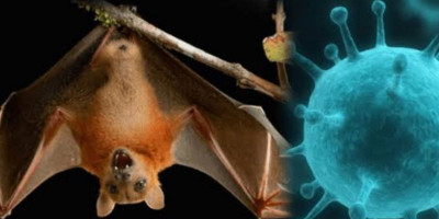 Pemerintah Perlu Perkuat Edukasi Publik Terkait Ancaman Virus Nipah