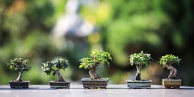 Tentang Bonsai