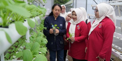Dukung Ketahanan Pangan, TP PKK Jakarta Timur Belajar Budidaya Tanaman di Ewindo