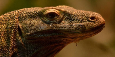 Tanpa Pejantan, Komodo Bisa Lahirkan Anak Jantan