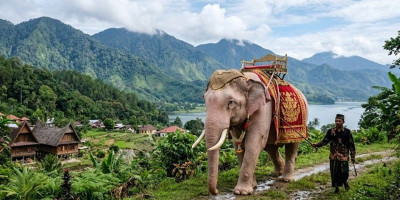 Gayo Bangkit: Muncul Setelah Ratusan Tahun, Gajah Putih Bikin Geger