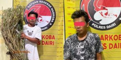 Sat Narkoba Polres Dairi Tangkap Pemilik Ladang Ganja, Dua Tersangka Diamankan