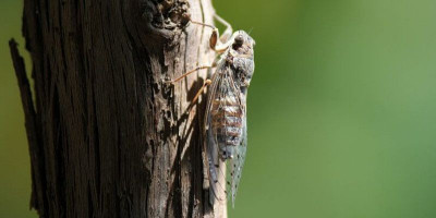 Misteri Siklus Cicada 17 Tahun