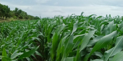 John Gluba Gebze Dorong Swasembada Pangan Lewat Program Multicrops di Merauke