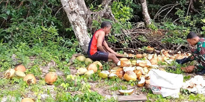 Dorong Ekonomi Keluarga, Babinsa Bantu Warga Belah Kelapa untuk Dijadikan Kopra