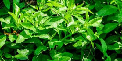 Daun Dewa Dinilai Miliki Beragam Manfaat Kesehatan