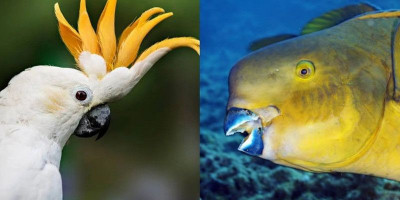 Burung Kakaktua dan Ikan Kakaktua 