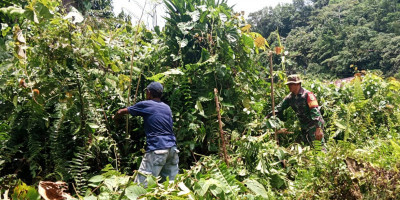 Dorong Kemandirian Pangan, Babinsa Bantu Warga Buka Lahan Pertanian