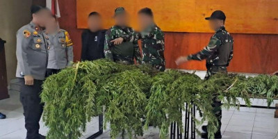 Satgas Swasembada Berhasil Ungkap Ladang Ganja di Pegunungan Bintang