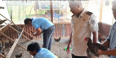 Rutan Tanjung Pura Panen Ayam Kampung, Warga Binaan Dilibatkan