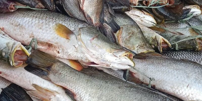 Tokoh Papua Selatan Dorong Ekonomi Kampung Lewat Potensi Lokal