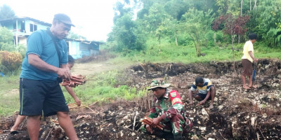 Wujud Kepedulian TNI, Babinsa Numfor Dampingi Petani Tanam Singkong