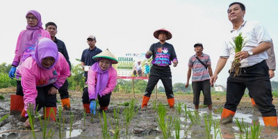 Jakarta Timur Tanam Jagung, Padi, dan Sayuran di 162 Lokasi, Target Panen Puluhan Ton