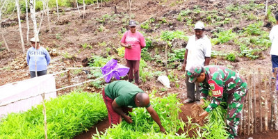Dukung Program Hanpangan, Babinsa Bantu Warga Panen Kangkung