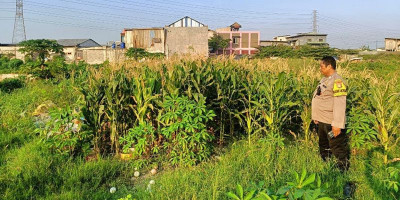 Bhabinkamtibmas Tugu Selatan Pantau Lahan Jagung Warga di Koja