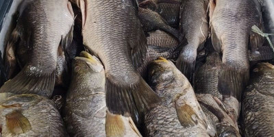 John Gluba Gebze Dorong Penguatan Ekonomi Kampung Berbasis Potensi Lokal Merauke