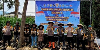 Perhutani Bandung Utara Dukung Swasembada Pangan Lewat Panen Raya Jagung di Cisarua