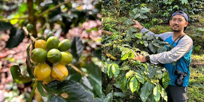 Petani Raung Sejati Intensifkan Survei Kopi Yellow Caturra Sambut Panen Raya