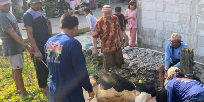 Idul Adha 2026: IKHROM Distribusikan 700 Paket Daging Qurban, Mengalami Peningkatan dari Tahun Lalu