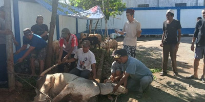 PWI Kabupaten Bogor Tebar Kepedulian Lewat Penyembelihan 10 Hewan Kurban
