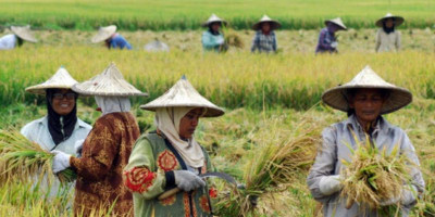 Komisi IV DPR Minta Semua Pihak Tak Mengiring Opini Swasembada  Gagal