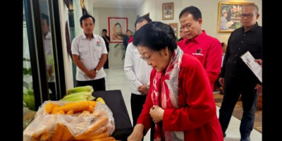 Megawati Soekarnoputri Apresiasi Kerja Kreatif GNTI yang Hasilkan Panen Jagung dengan Produktivitas Tinggi