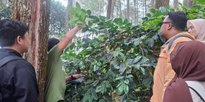 Perhutani Bandung Utara Gelar Ubinan Kopi, Dorong Transparansi dan Produktivitas Agroforestri