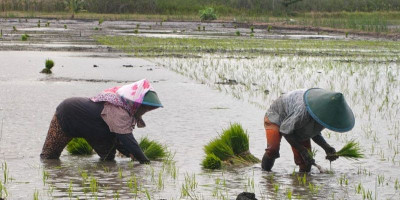Johanes Gluba Gebze Dampingi Petani Muda Malind Kembangkan Sawah di Wasur II