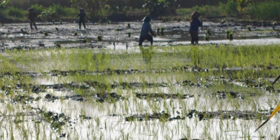 John Gluba Gebze: Pemuda dan Mama-Mama Malind Mulai Bangun Kemandirian Pangan Papua Selatan