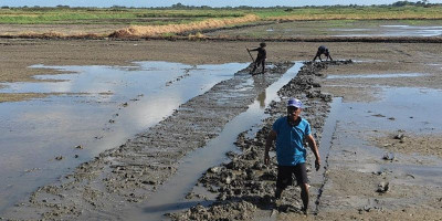 John Gluba Gebze Apresiasi Tugiman, Maestro Tani Pembimbing Petani Malind