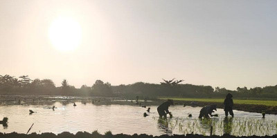 Mentari Merauke Menyala, Petani Menjaga Lumbung Pangan Nasional