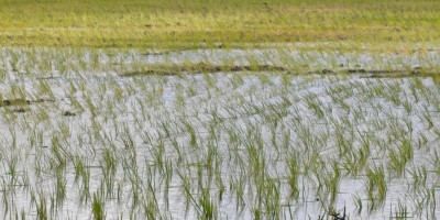 Ibu-Ibu Mitra Tani Wasur II Berhasil Tanami Tiga Hektare Sawah dalam Sepekan
