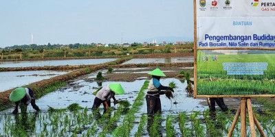 Dari Padi Biosalin ke Minapadi Salin, PGN - BRIN - Pemkab Batang Dorong Nilai Ekonomi Lahan Pesisir Batang