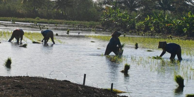 John Gluba Gebze Apresiasi Semangat Petani Wasur II Merauke