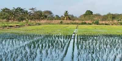 Pertumbuhan Padi Fase Awal di Merauke Tunjukkan Hasil Positif