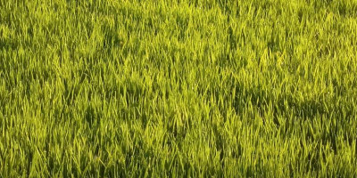 John Gebze: Petani Malind Siap Tanam Padi 30 Hektare