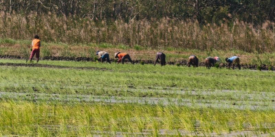 John Gebze: Penanaman Padi Blok 4 Hampir Rampung, Pertumbuhan Tanaman Terus Dikawal