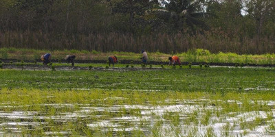 Kolaborasi Petani Jawa-Malind Percepat Tanam Padi di Wasur II