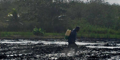Petani Malind Belajar Pertanian Padi dari Hulu hingga Hilir