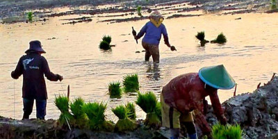 Kolaborasi Marind dan Petani Jawa Perkuat Ketahanan Pangan Merauke