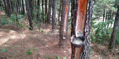Industri Getah Pinus Aceh Tertekan, Satgas PRR Kemendagri Minta Evaluasi Nasional