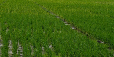 John Gluba Gebze: Perawatan Berkelanjutan Kunci Keberhasilan Pertanian Padi Marind