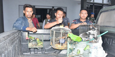 Tim Gabungan TNI AL Gagalkan Penyelundupan Satwa Dilindungi di Sorong