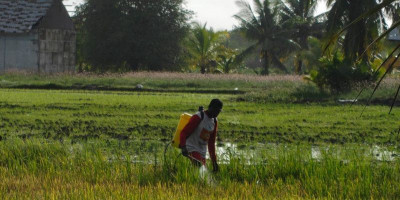 John Gluba Gebze: Titus Kahol Bukti Kemajuan Petani Lokal Malind