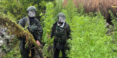 5.000 Batang Ganja Berhasil Diungkap Koops TNI Habema*